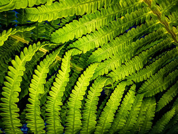 Full frame shot of fern