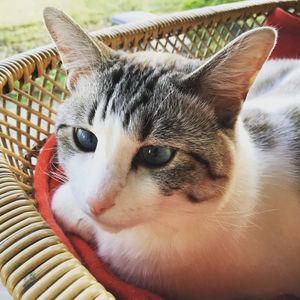 Close-up portrait of cat