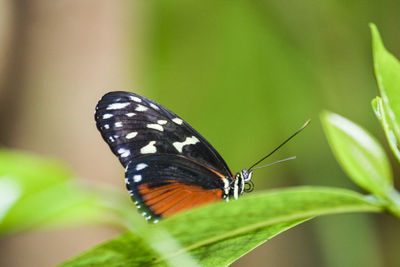 Butterfly on leaf