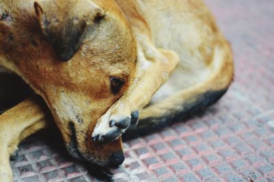 Close-up of a dog sleeping on floor