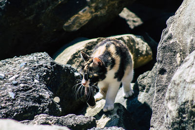 View of cat on rock