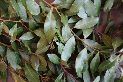 Full frame shot of leaves on bay tree