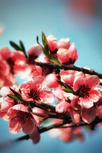 Close-up of pink cherry blossoms against sky