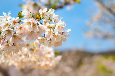 Close-up of cherry blossom tree