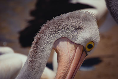 Close-up of a bird