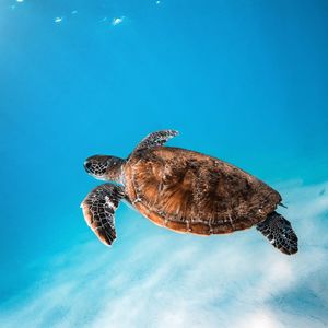 Close-up of turtle swimming in sea