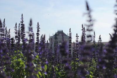 Close-up of plants against sky