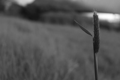 Close-up of plant against blurred background