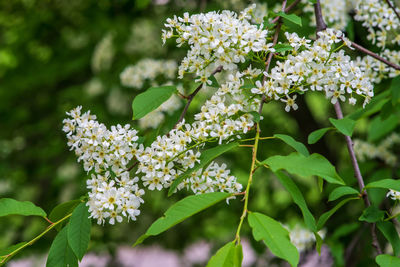 Close-up of white flowering plant