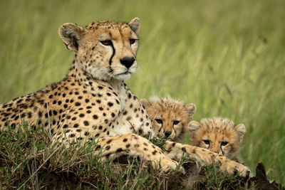 Close-up of cheetah sitting with cubs on grass