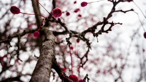 Low angle view of cherry blossoms on tree