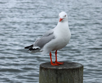 Close-up of seagull perching on wooden post