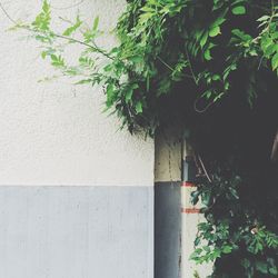 Plants growing on wall