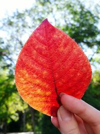 Close-up of cropped hand holding leaves