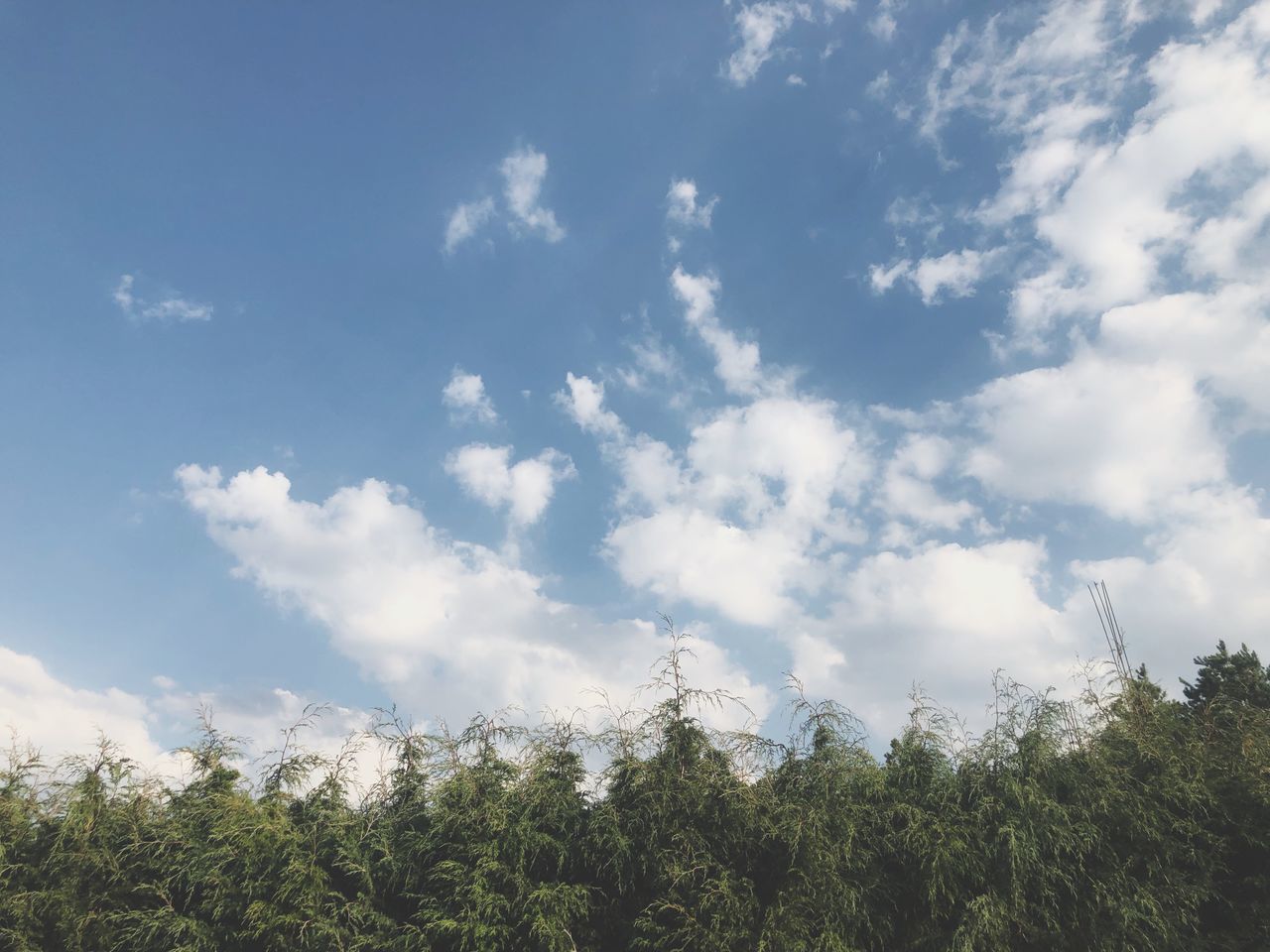 cloud - sky, sky, tree, plant, beauty in nature, tranquility, tranquil scene, scenics - nature, day, growth, nature, no people, non-urban scene, low angle view, landscape, land, green color, environment, outdoors, idyllic