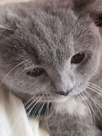 Close-up of cat