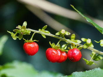 Close-up of red cherries growing on plant