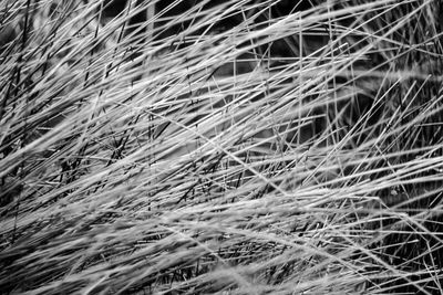 Full frame shot of plants