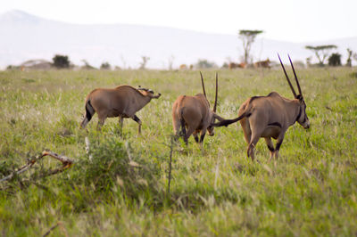 Oryx on grassy field