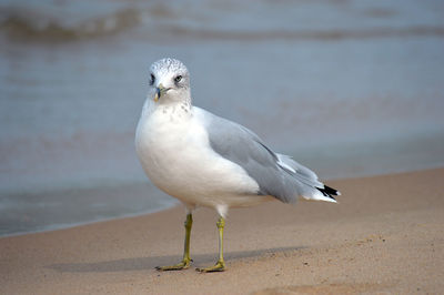 Seagull perching on a beach