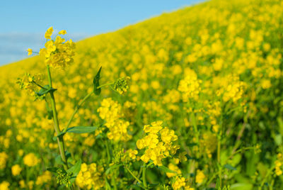 rapeseed