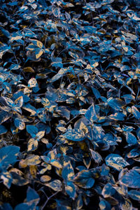 Full frame shot of dried leaves