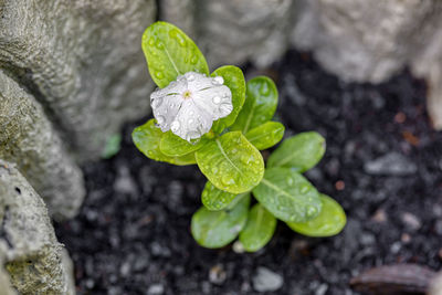 High angle view of plant