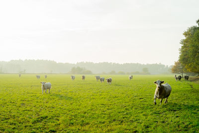 Animals on countryside landscape against clear sky