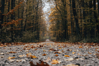 Surface level of road amidst trees in forest during autumn