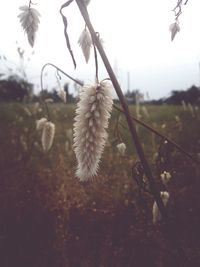 Close-up of plant against sky