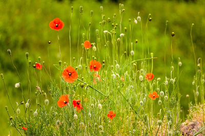 Close-up of red poppy flowers in field