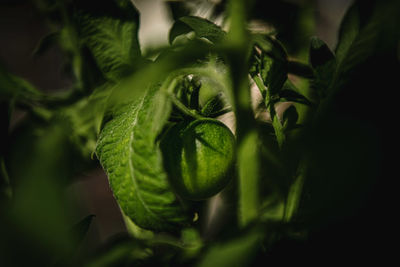 High angle view of plant growing outdoors