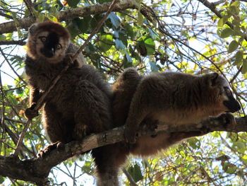 Portrait of monkey sitting on tree