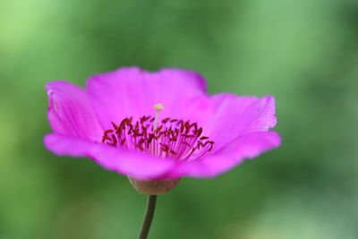 Close-up of pink flower