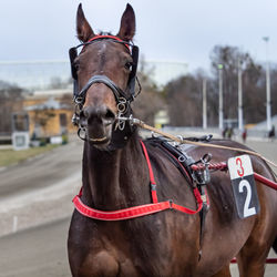 Close-up portrait of a horse