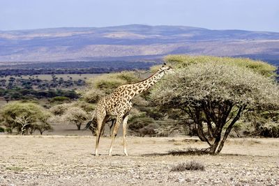 View of giraffe on field against sky in tanzania, africa 