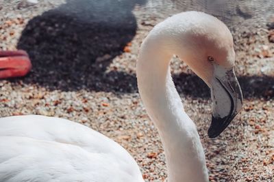 Close-up of swans