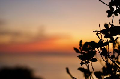 Close-up of silhouette plant against sky during sunset