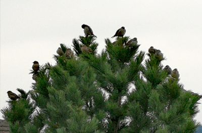 Birds perching on pine tree