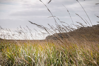 Grass growing on field against sky