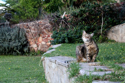 Cat sitting on grass