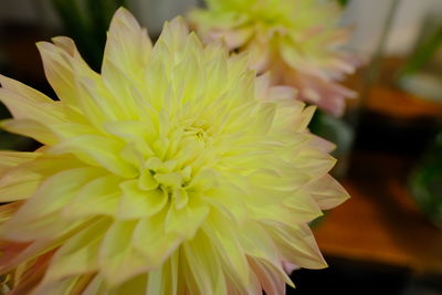 Close-up of yellow flowering plant