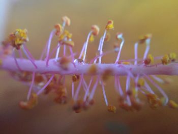 Close-up of hibiscus pollen