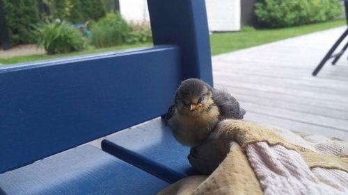 Close-up of squirrel