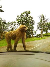 View of dog on road against trees