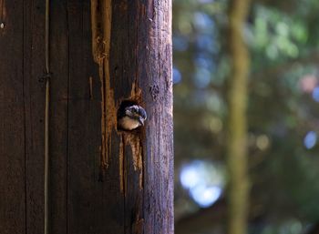 Close-up of insect on tree trunk