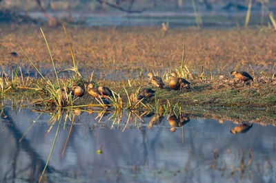 Plants growing in lake