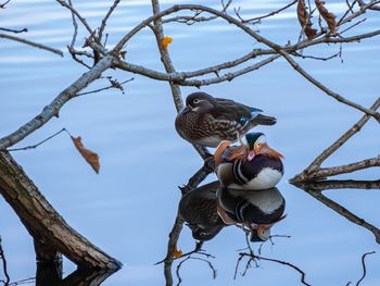 Low angle view of bird on branch