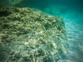 View of fish underwater