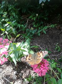 Close-up of butterfly on plants